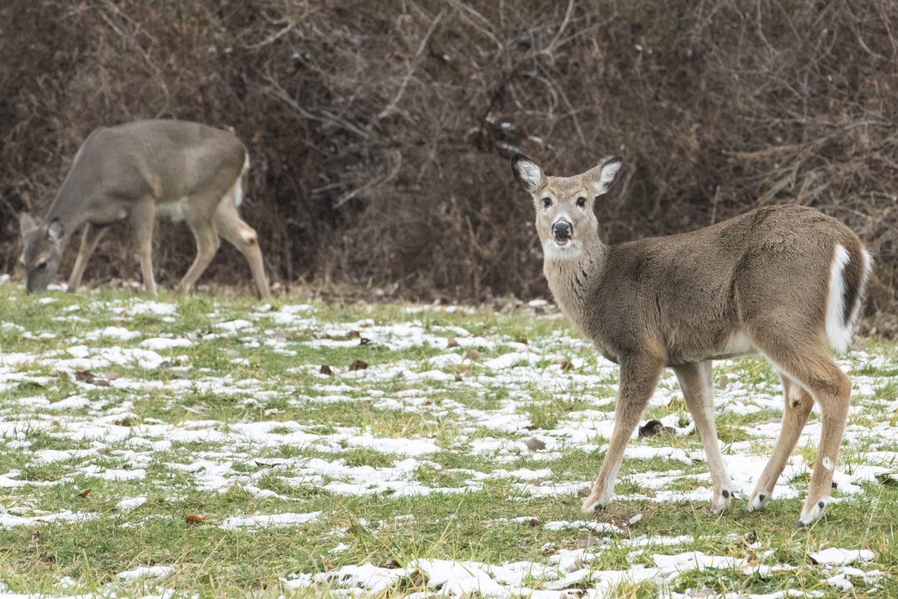 Zoo solicits public input for North Campus
